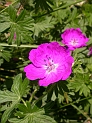 Geraniums